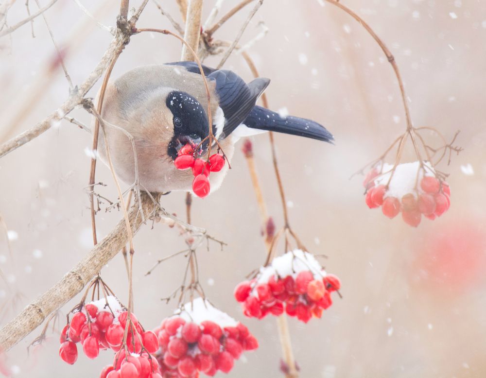 Winter bullfinch