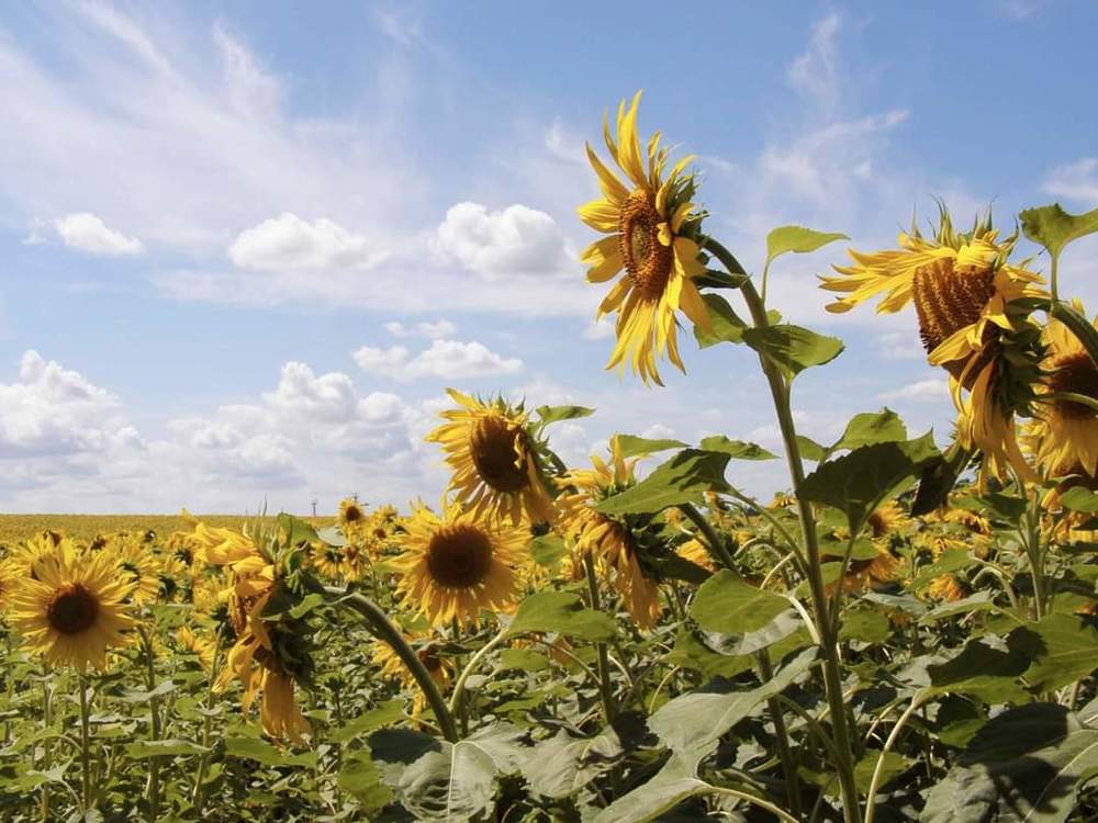 Photograph by Александра Яценко