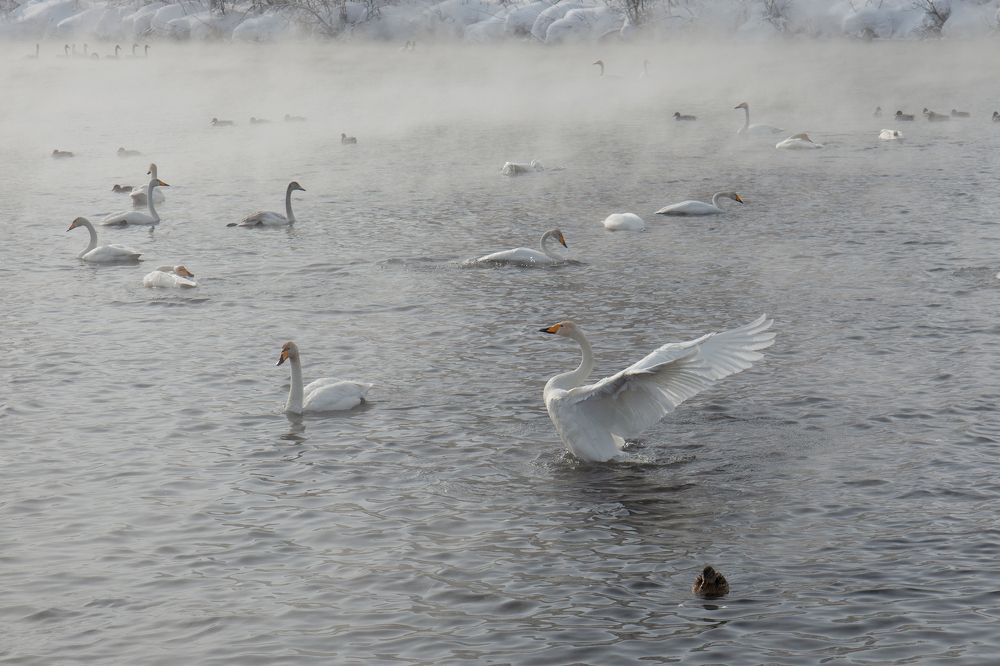 Повседневная жизнь лебедей
