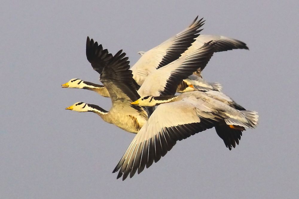 Bar-headed Geese