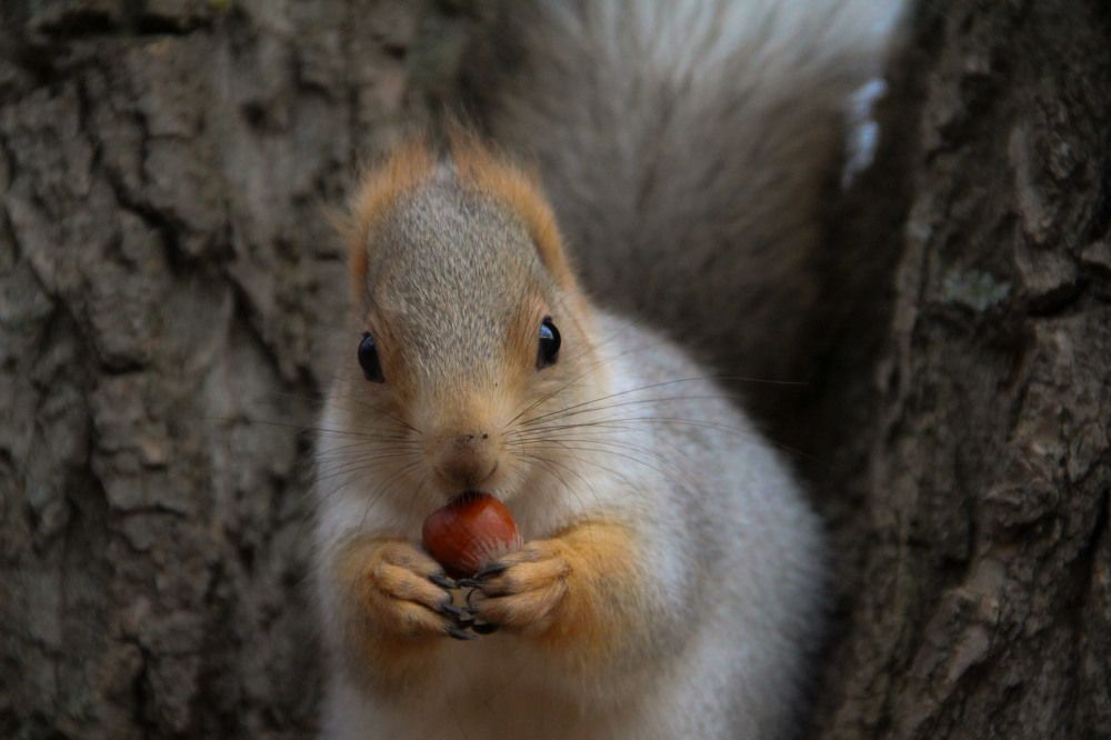 Photograph by Elena Khalizova