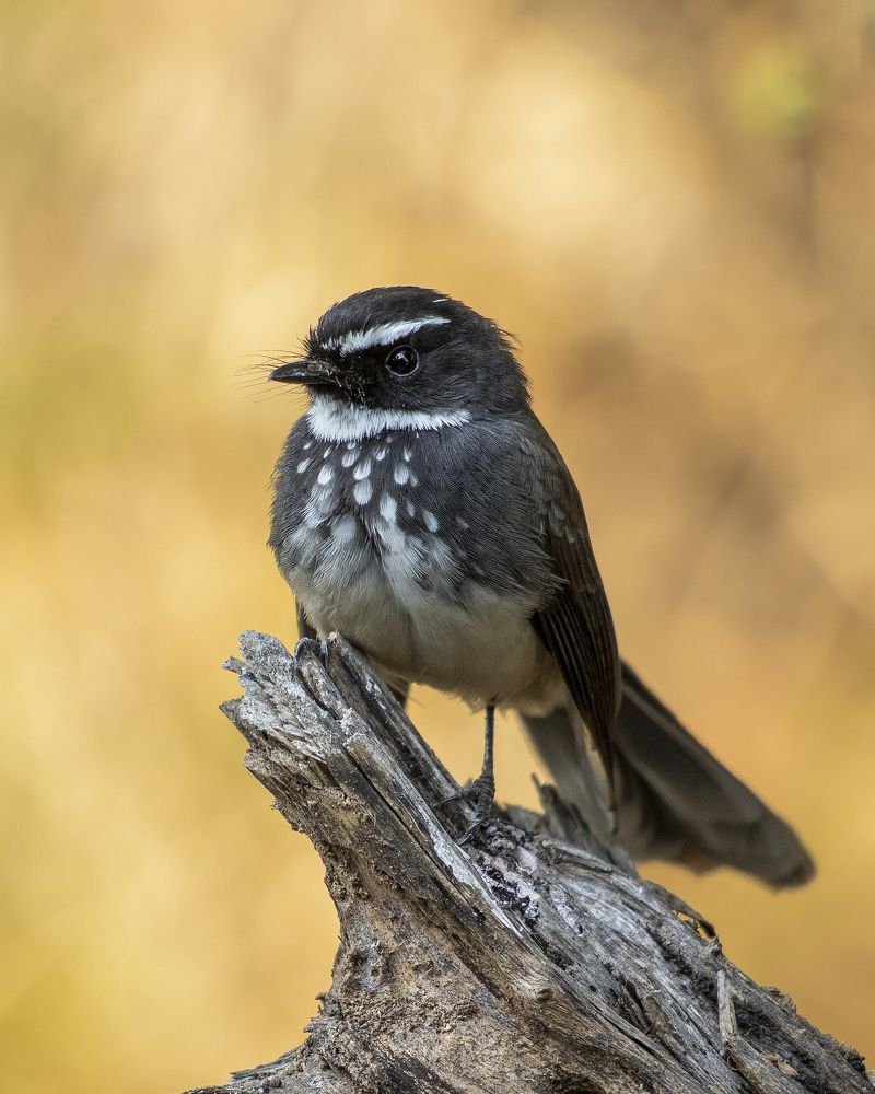 Photograph by Dhruv Prajapati