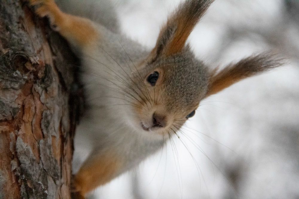 Photograph by Elena Khalizova