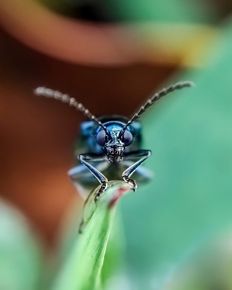 Фотография автора Irshad Alam