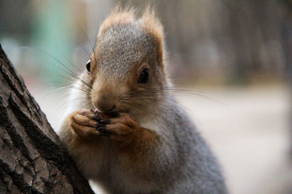 Photograph by Elena Khalizova