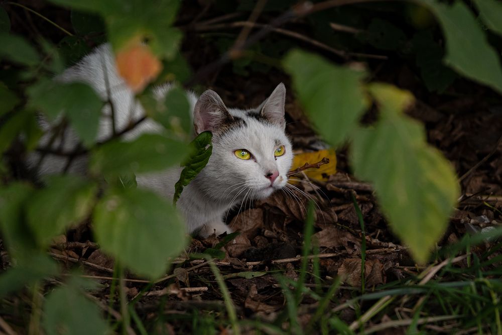 Photograph by Viktor Lazarev