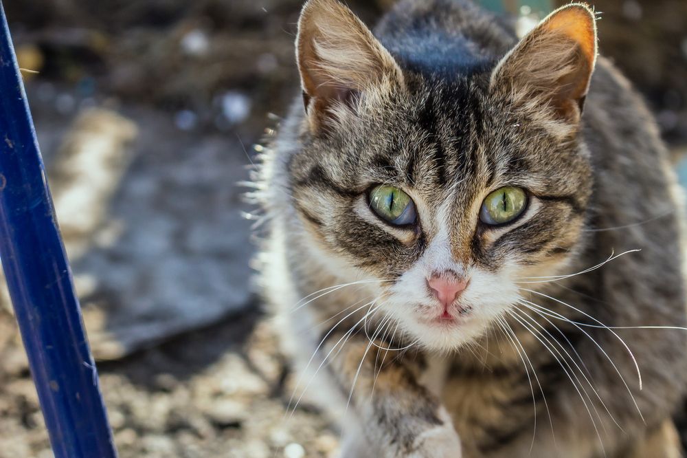 Photograph by Viktor Lazarev