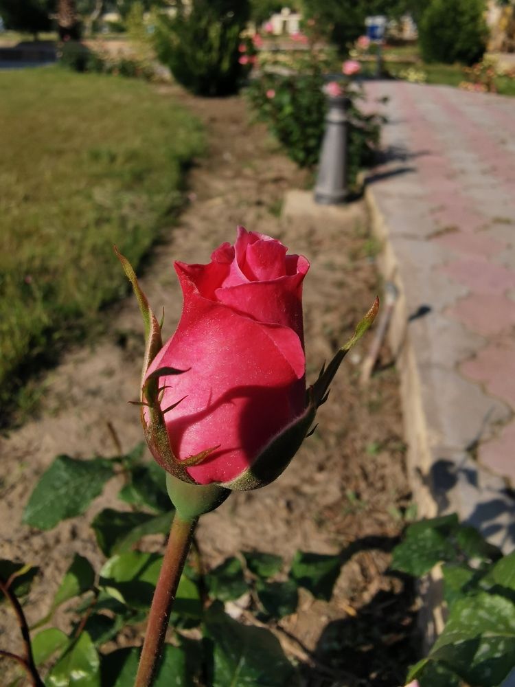 Photograph by Mohammad khair yousseif