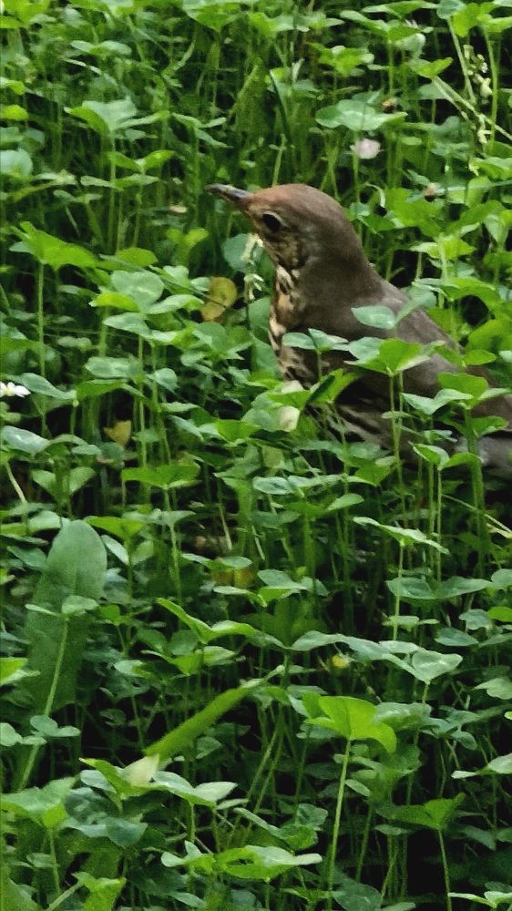 Фотография автора Meenakshi Ghosh