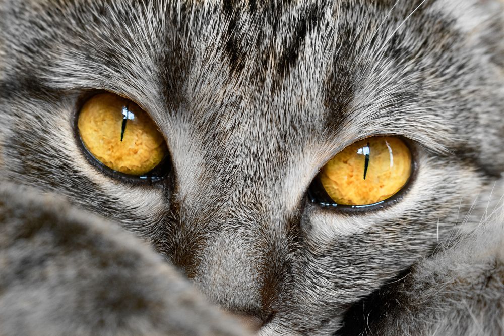 Photograph by Elena Lopatina