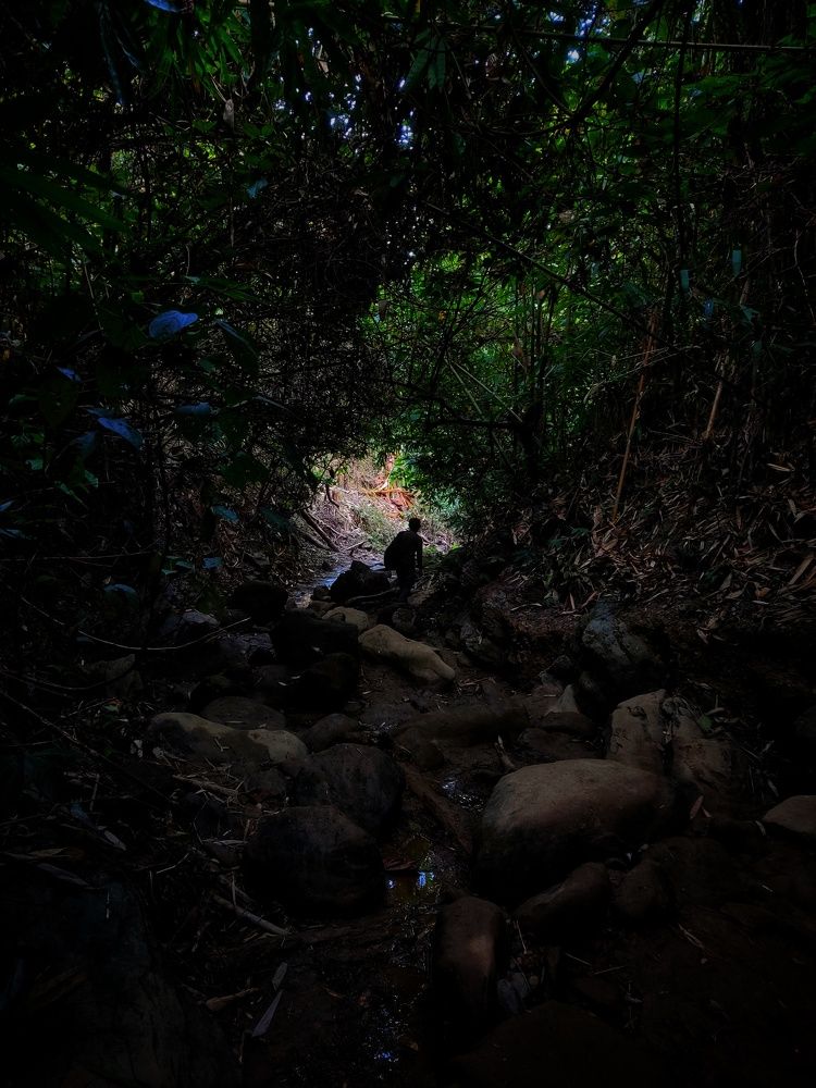 And into the forest I go to lose my mind and find my soul.