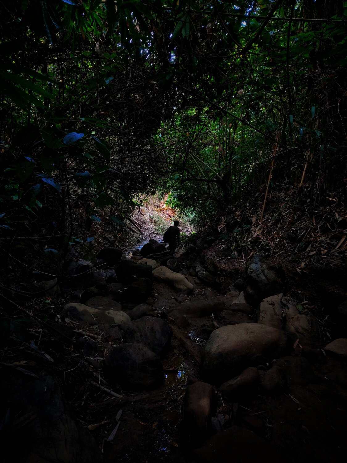 And into the forest I go to lose my mind and find my soul.