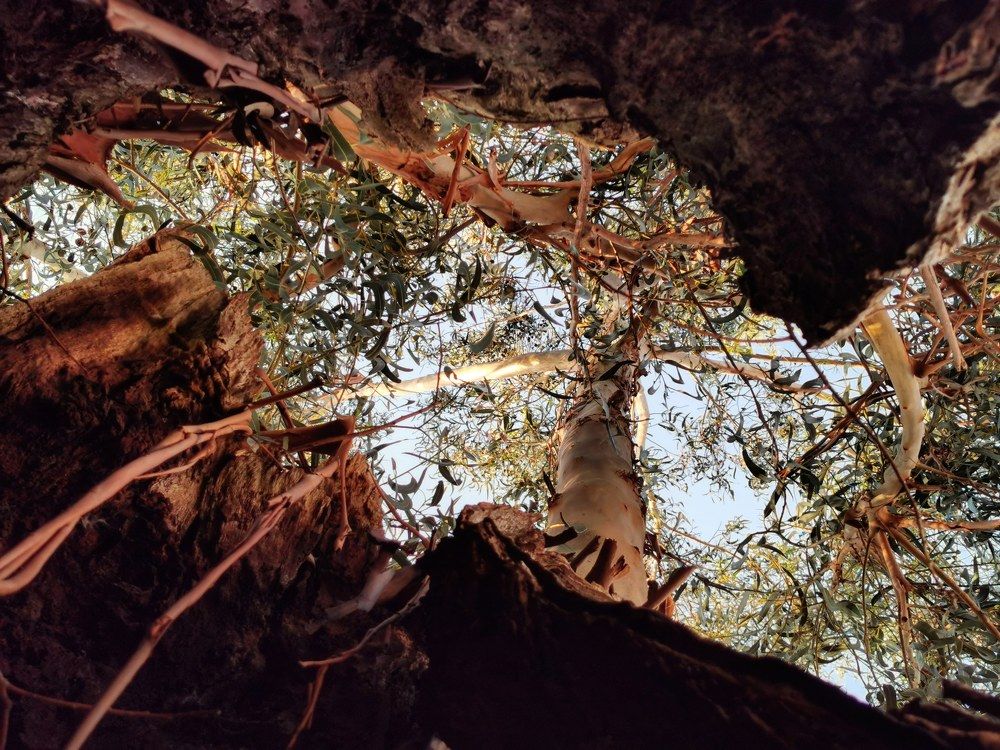 Photograph by Teresa Guerreiro