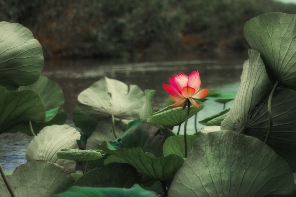 Photograph by Валентина Андреевна Черкасова