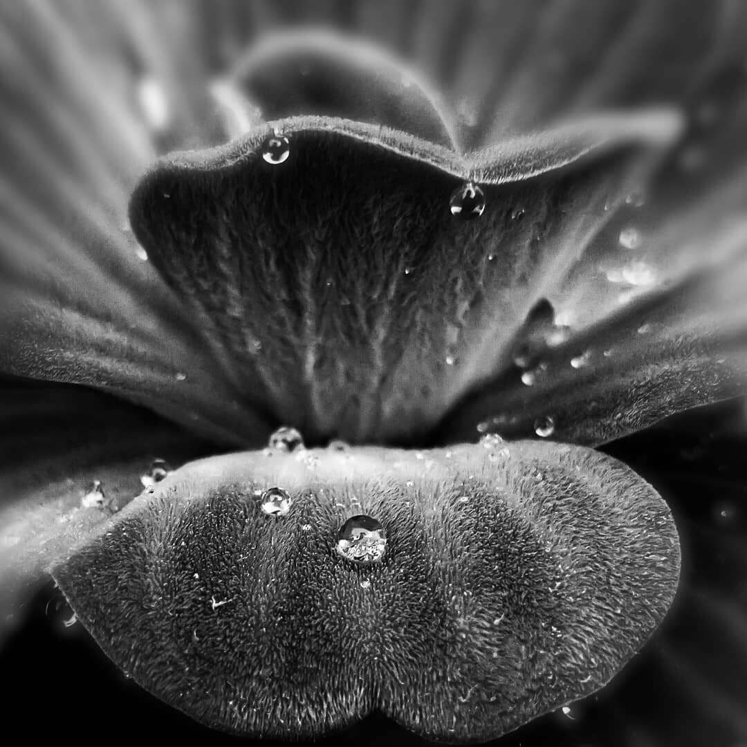 Droplets on the leaves