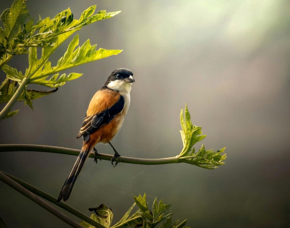 Photograph by Madhurya Mozumder