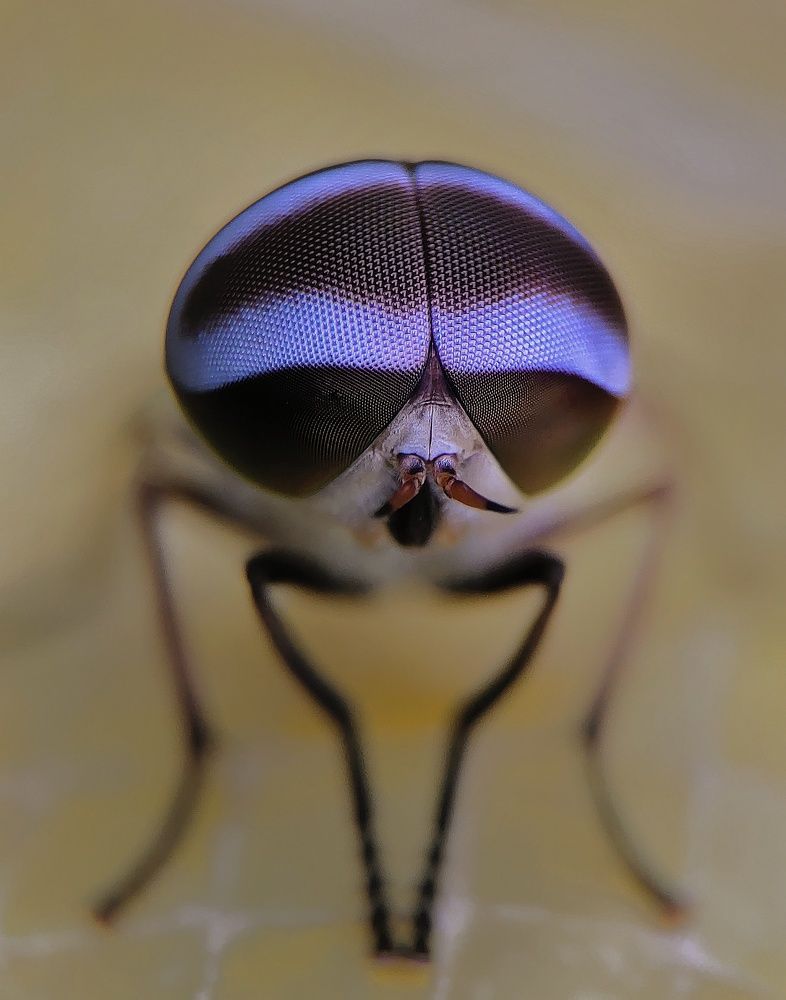 Photograph by Buddhadev Dey