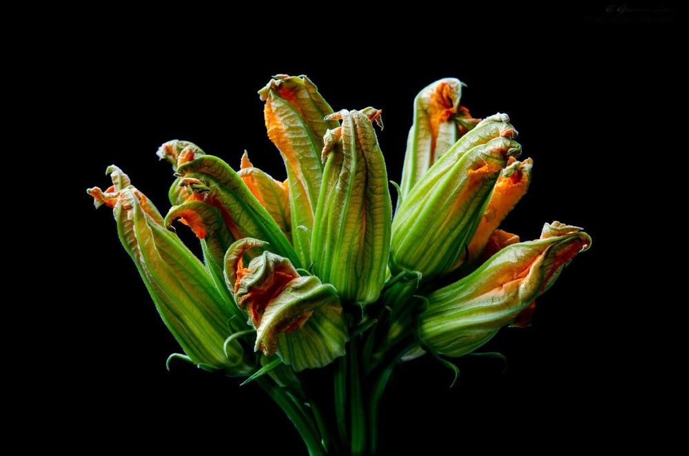 Photograph by Giuliano Innocenti