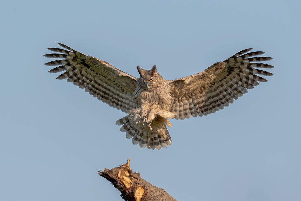 Фотография автора SRIRAM REDDY