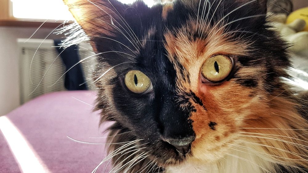 Фотография автора Дана Богинская