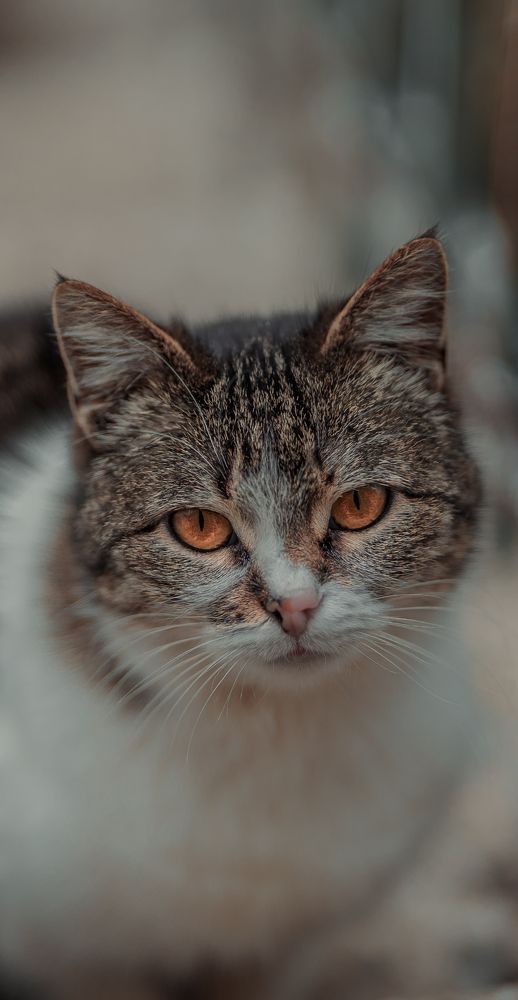 Photograph by spartak shanshiashvili