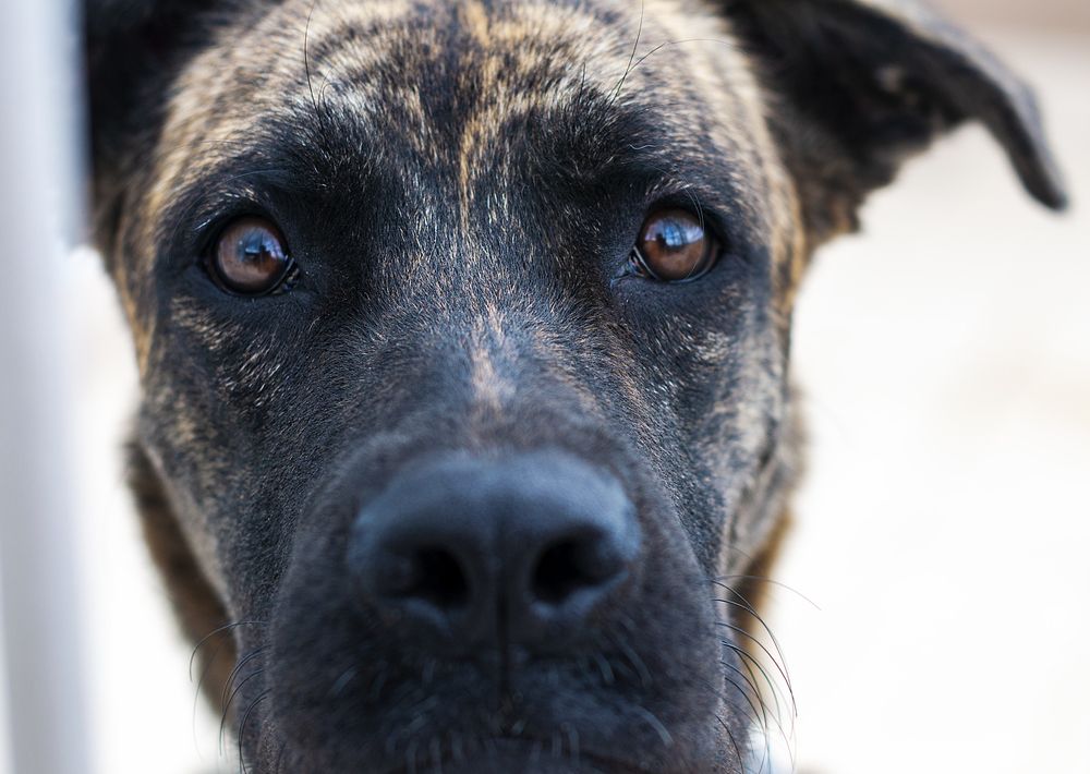Observación canina..