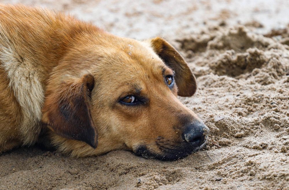 Photograph by Владимир Самосватов
