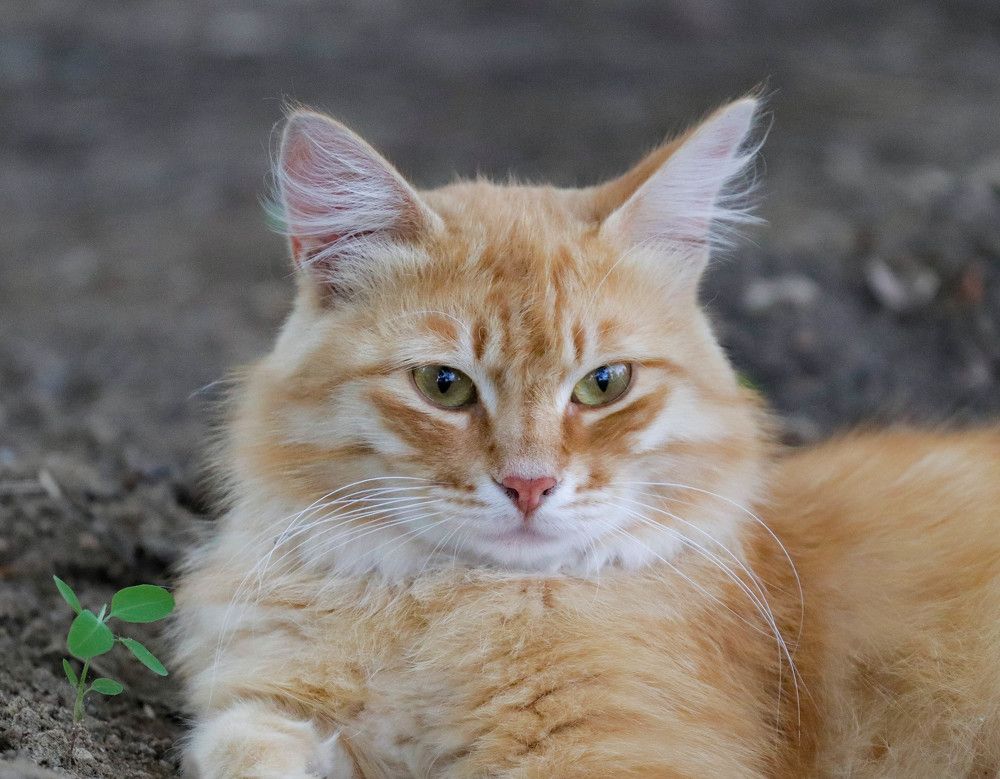 Photograph by Владимир Самосватов