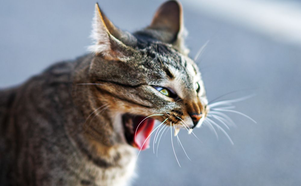 Photograph by Richard Afonso