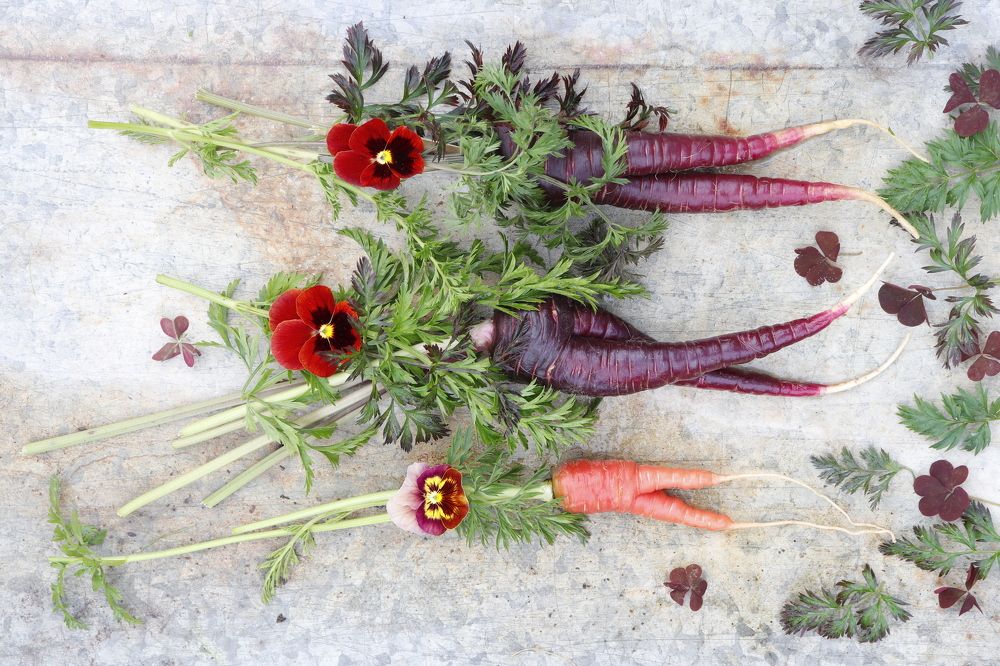 Драматическая история из жизни моркови