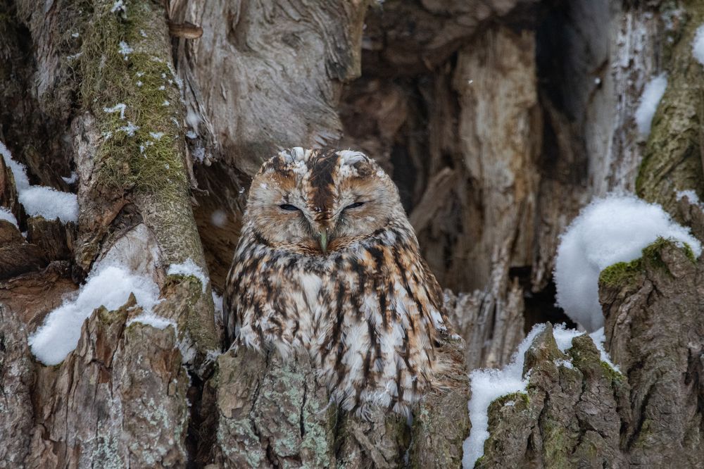 Фотография автора Татьяна Ливеровская