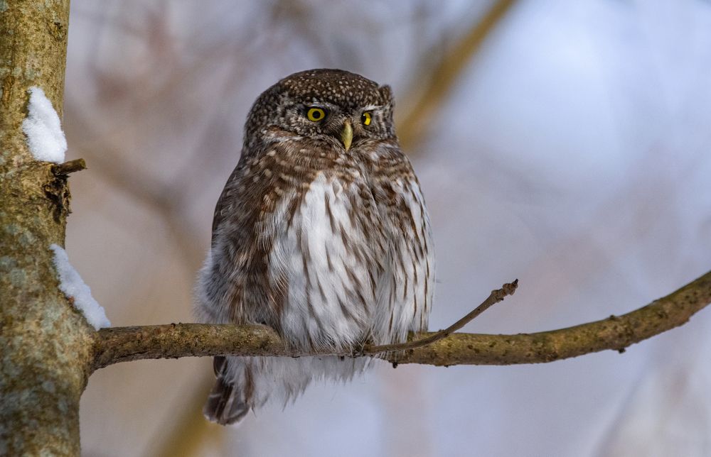 Фотография автора Татьяна Ливеровская