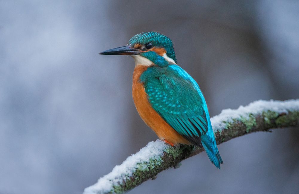 Фотография автора Татьяна Ливеровская