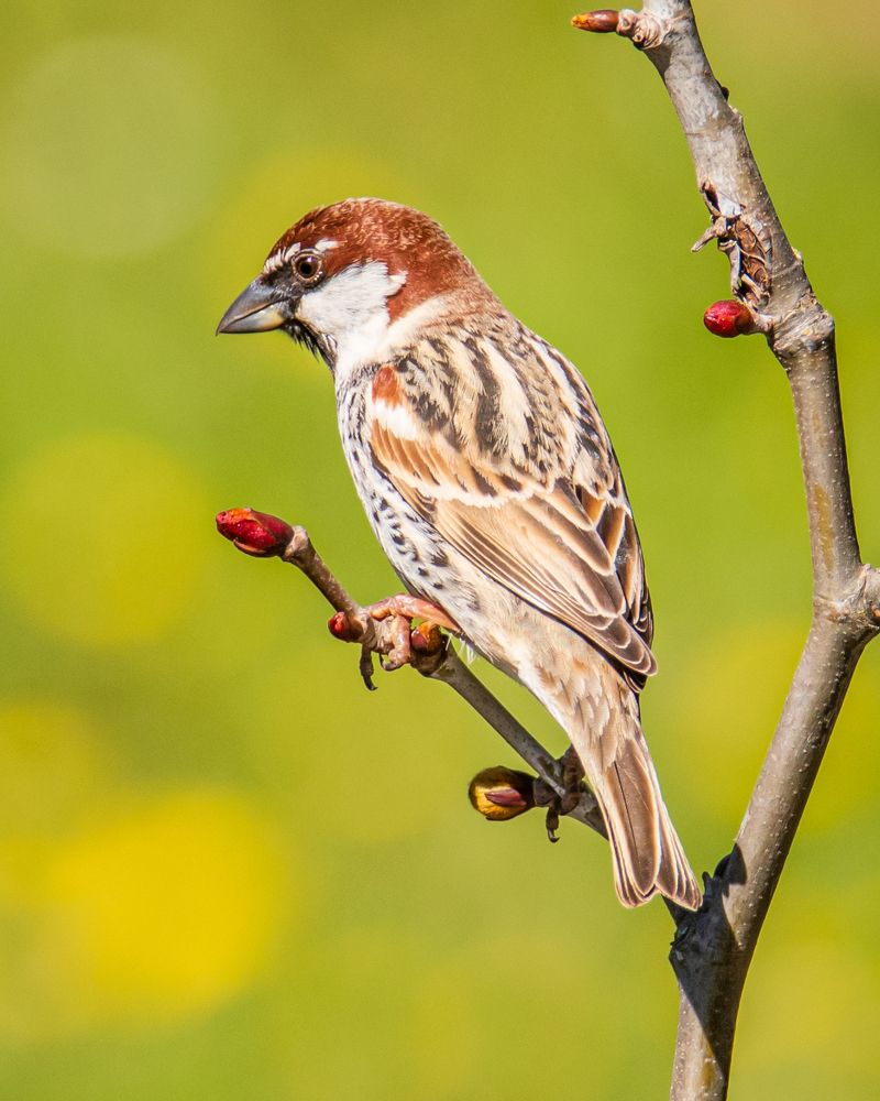 Pardal-espanhol (Passer hispaniolensis)
