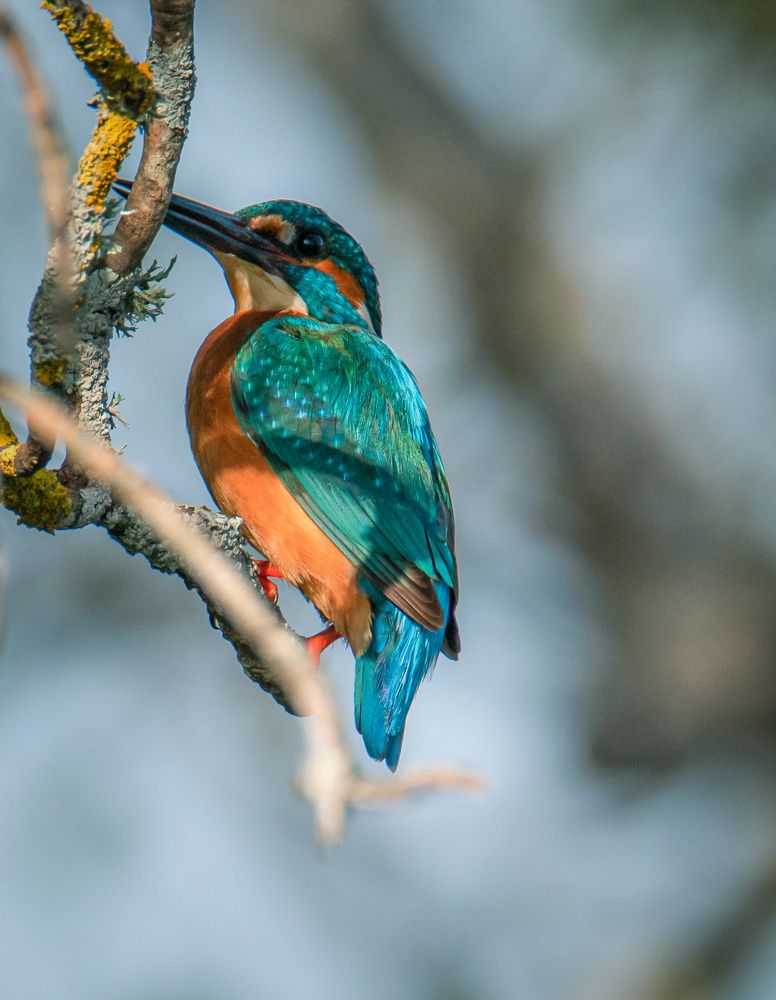 Guarda-rios (Alcedo atthis)