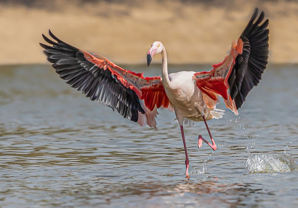 Фотография автора MOHAMED ISMAIL