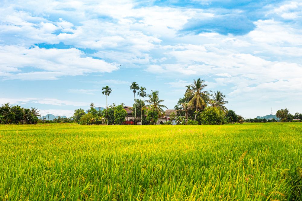 House at paddy field