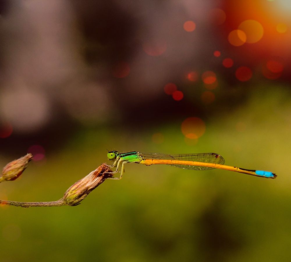 Photograph by Arindam Sahoo