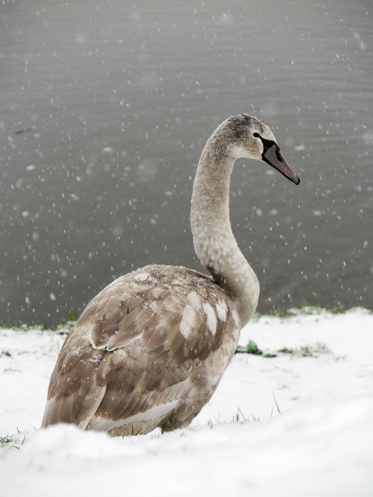 Photograph by Герман Колодный