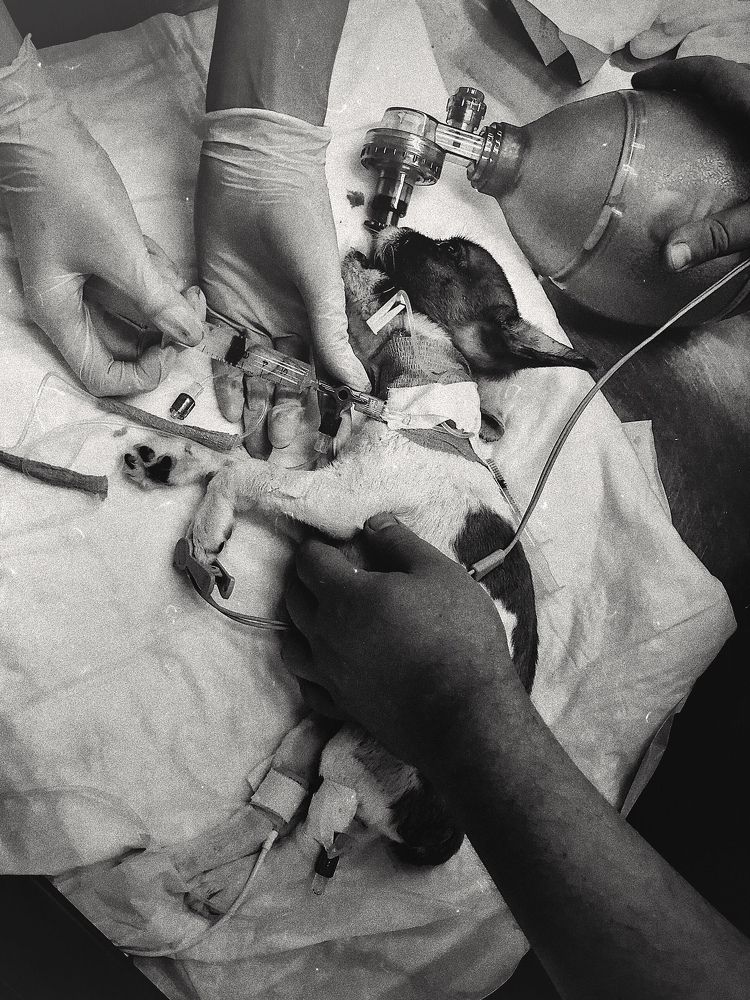 Большая битва за маленькую жизнь