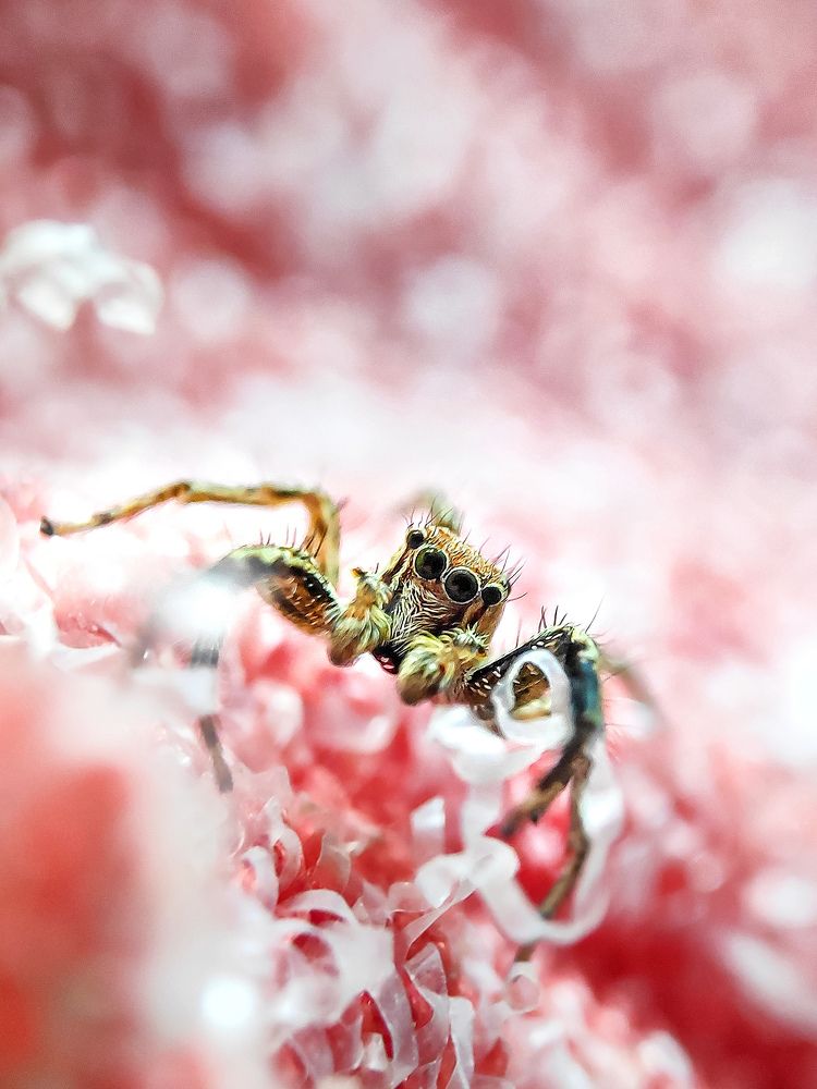 Photograph by Sumanth Varma skmacrographer