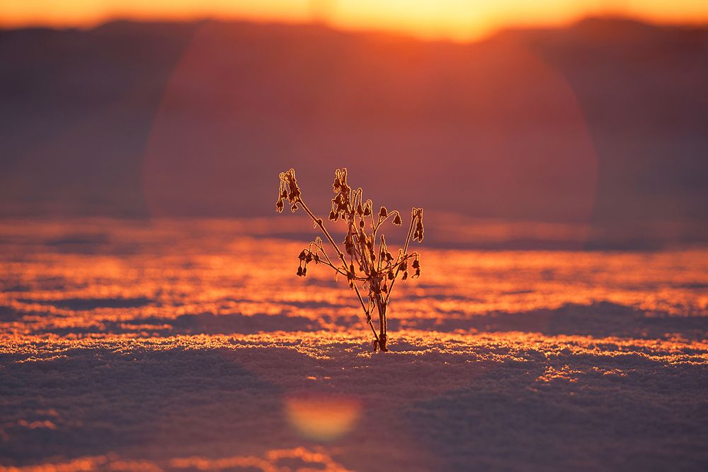 Photograph by Светлана Чжен