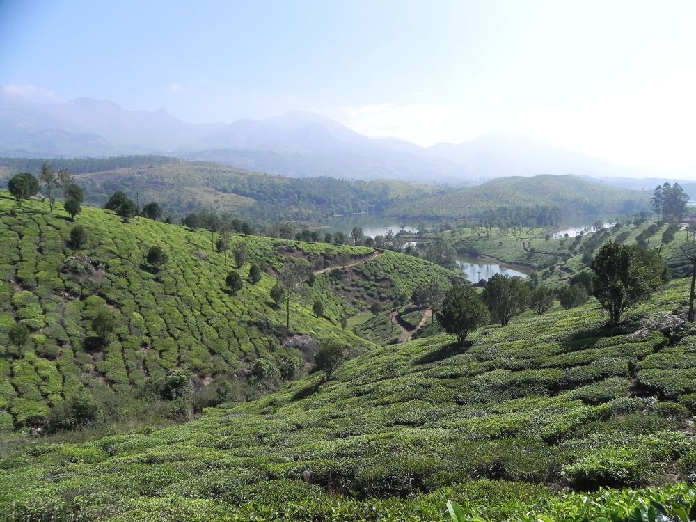 MUNNAR TEA GARDEN