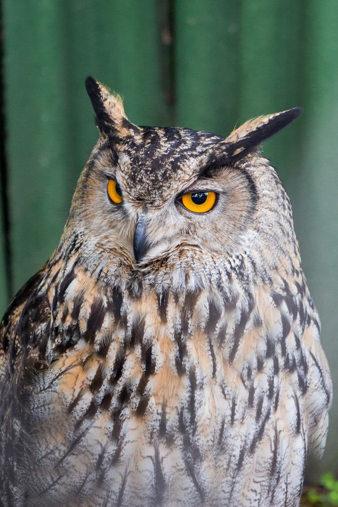 Photograph by Елена Кондратьева