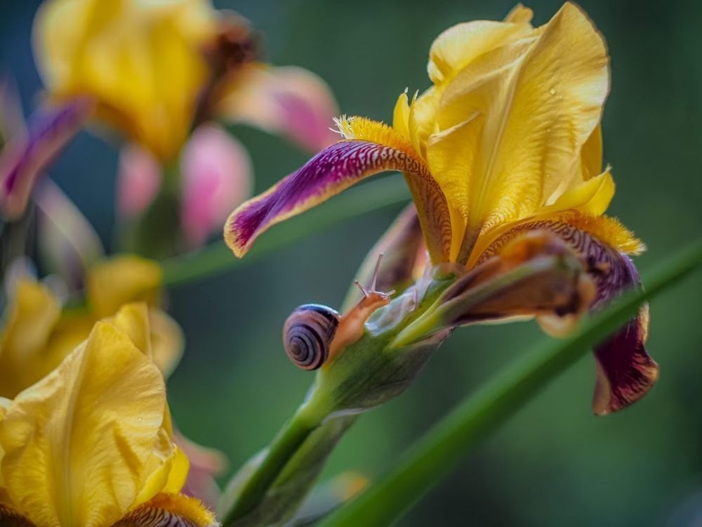 Утро в саду