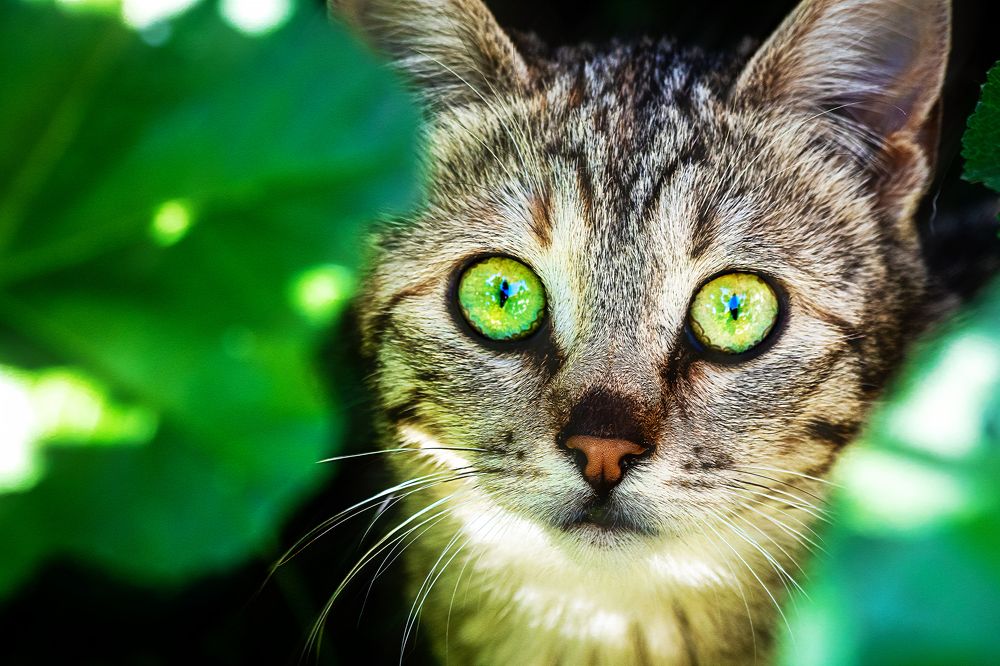 Photograph by Ali Abu Ras