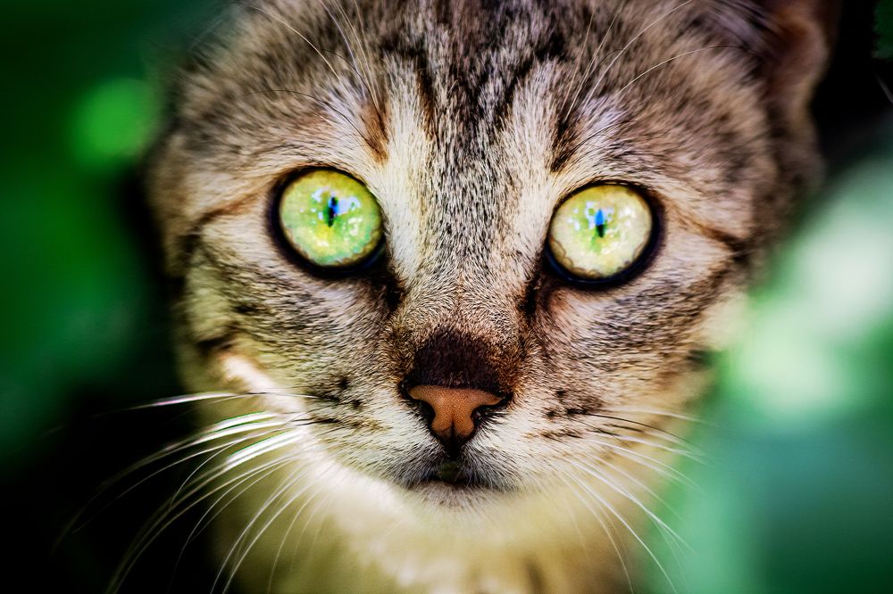 Photograph by Ali Abu Ras