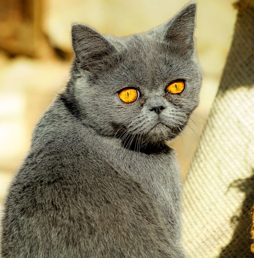 Photograph by Ali Abu Ras