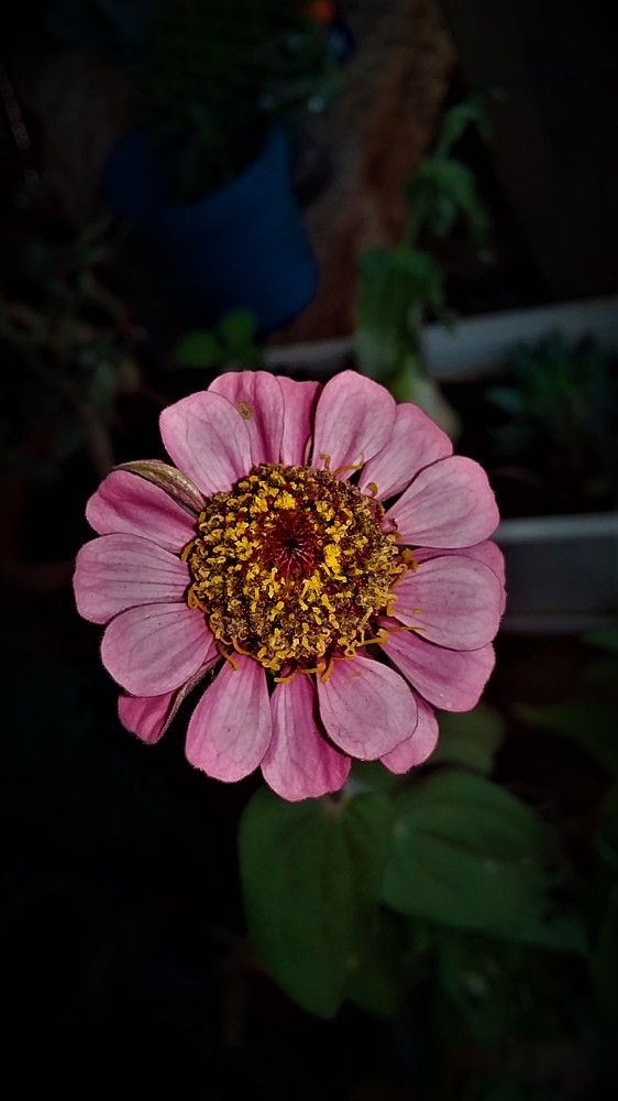 Photograph by Marelizé Wepener