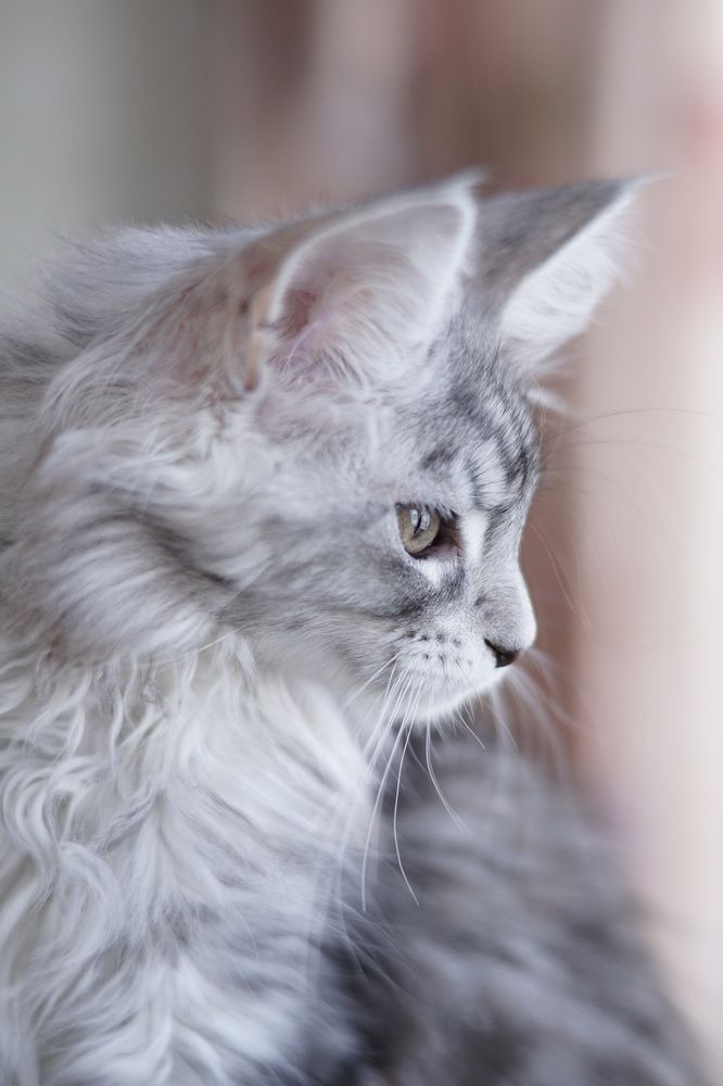 Котёнок Квик